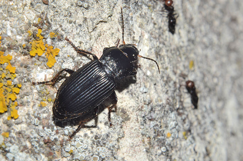 Anisodactylus sp., Carabidae