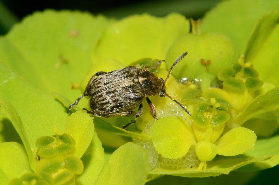 Bruchus ? sp.