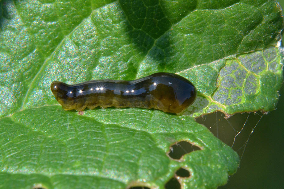 Larva di Caliroa cerasi (Tenthredinidae)