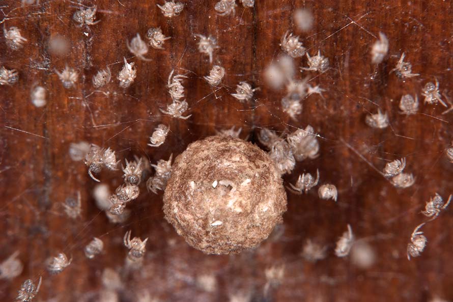 Theridiidae: Theridion cfr. pinastri  - Cascina (Pisa)