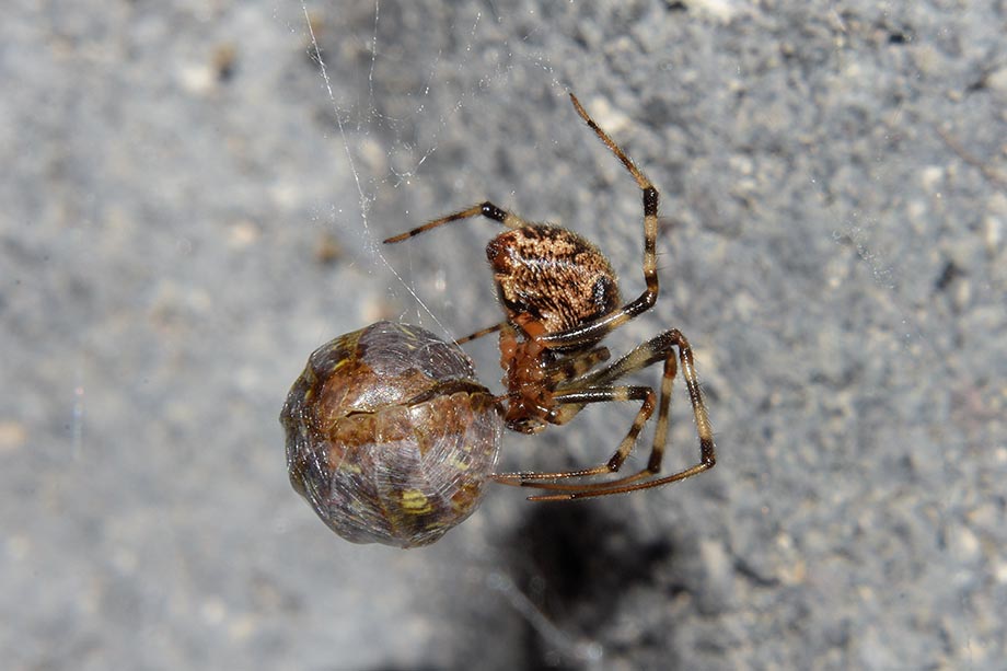 Parasteatoda tepidariorum con preda - Cascina (Pisa)
