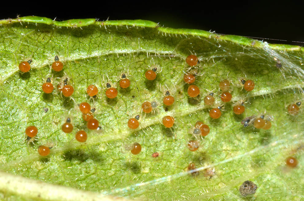 Theridula gonygaster con ovisacco e neonati - Cascina (PI)