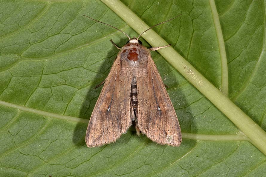 Mythimna unipuncta? S