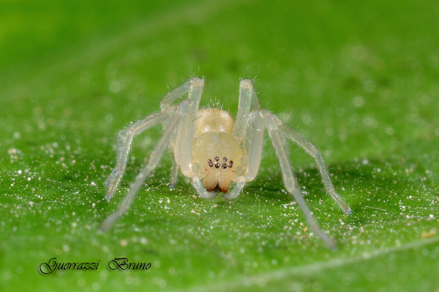 Cheiracanthium mildei