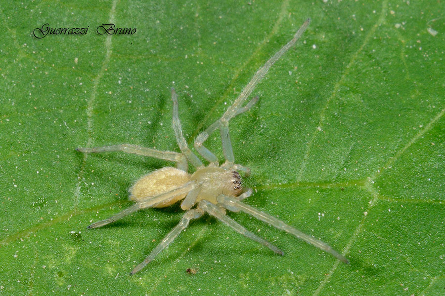 Cheiracanthium mildei