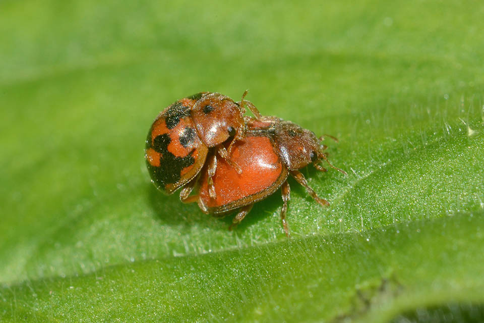 Subcoccinella vigintiquatuorpunctata?