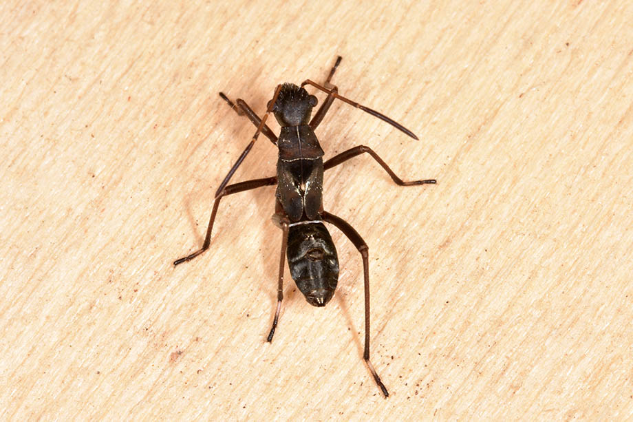 Alydidae: ninfa di Alydus calcaratus