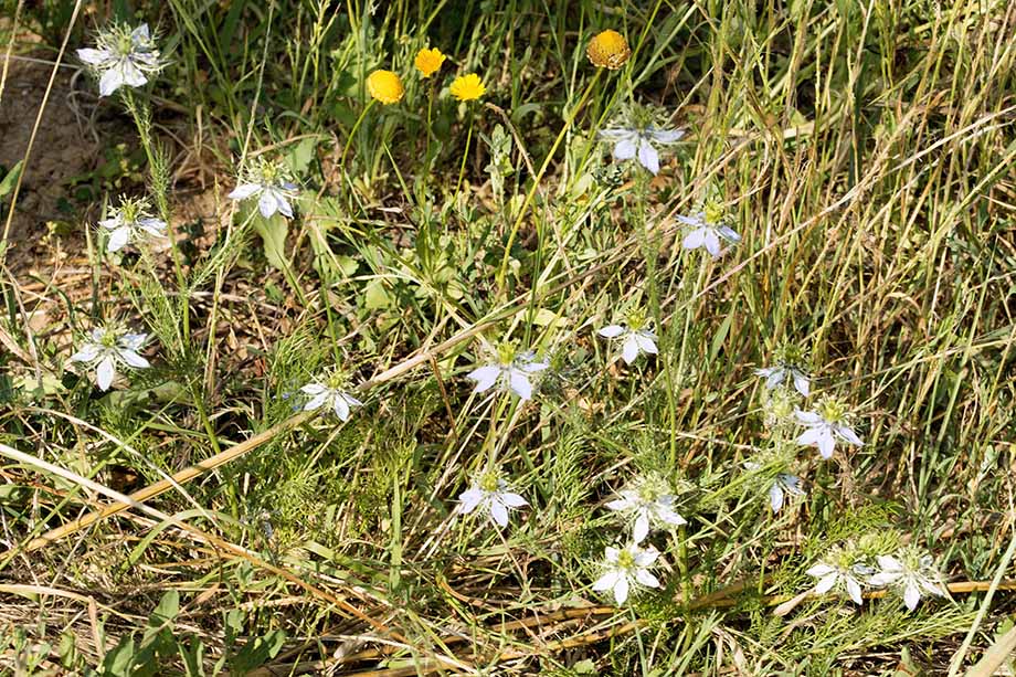 Nigella damascena, Ranunculaceae