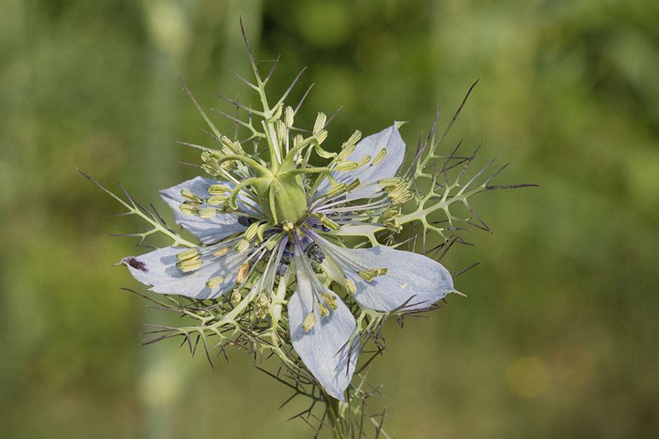Nigella damascena, Ranunculaceae