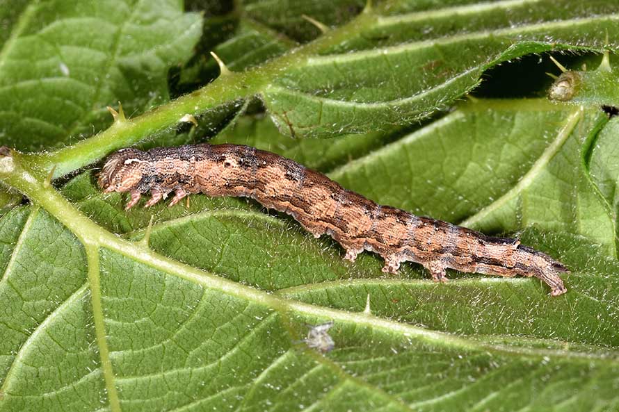 Identificazione bruco - Dysgonia algira