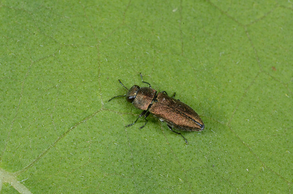 Anthaxia umbellatarum (cfr), Buprestidae