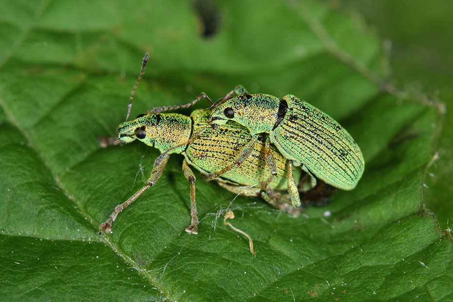 Polydrusus pterygomalis?  No, Polydrusus formosus