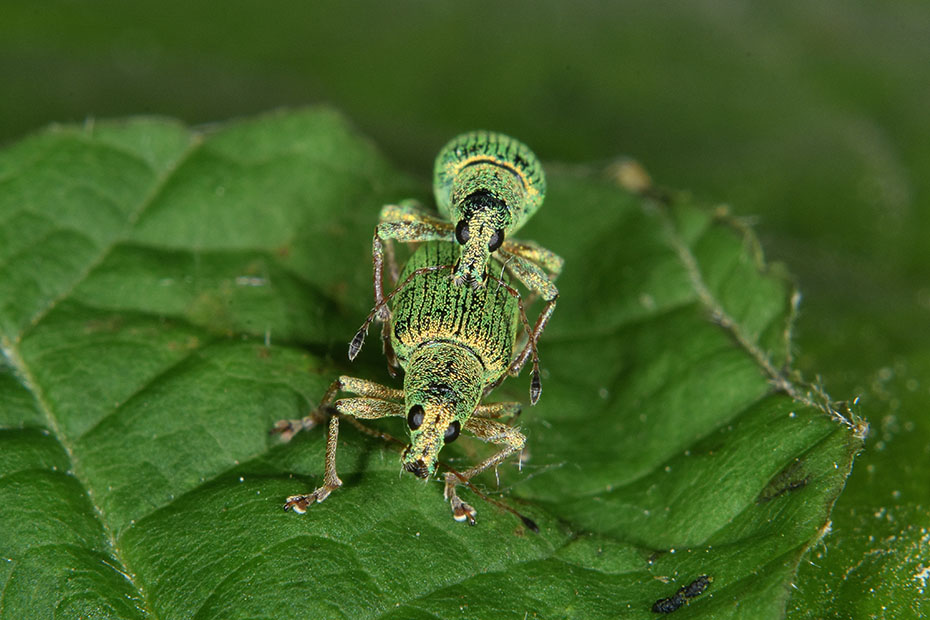 Polydrusus pterygomalis?  No, Polydrusus formosus