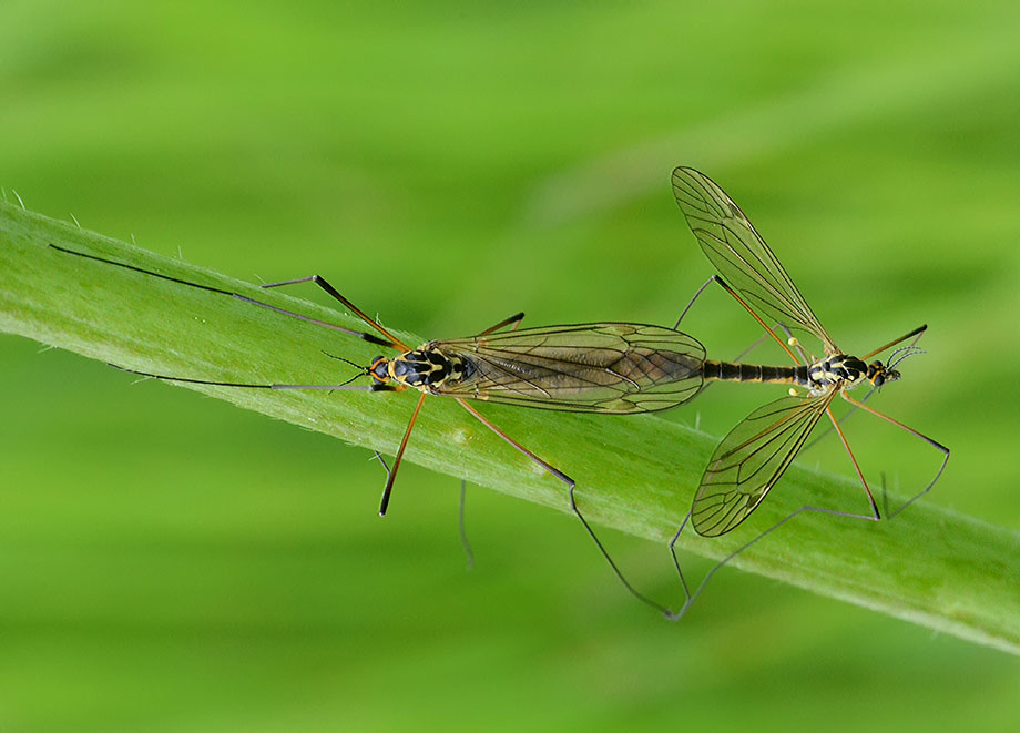 Nephrotoma sp.