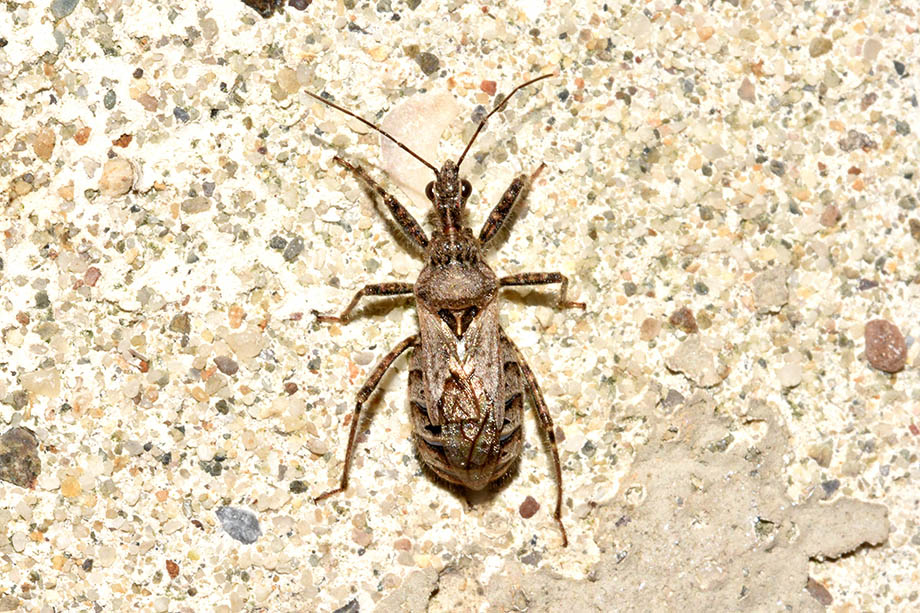 Reduviidae:Coranus kerzhneri (cf.)
