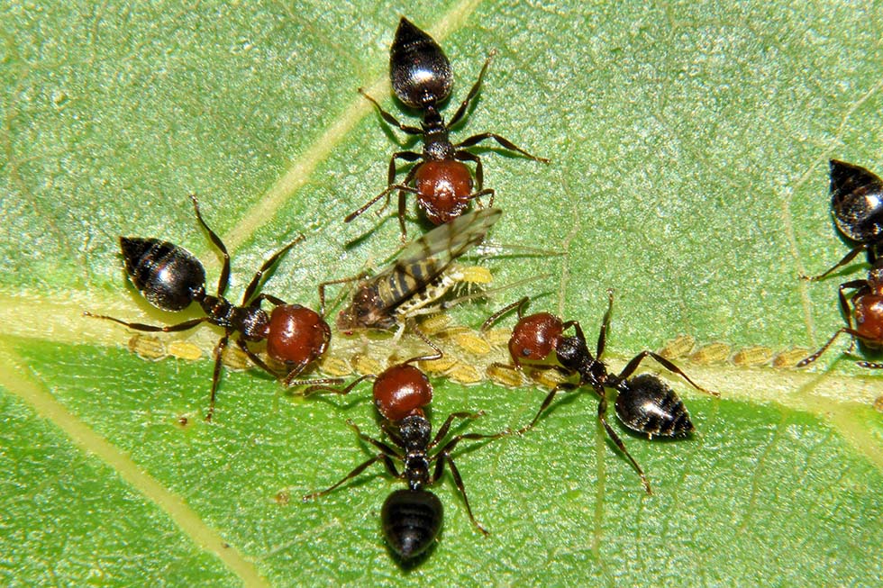 Panaphis juglandis con Crematogaster scutellaris