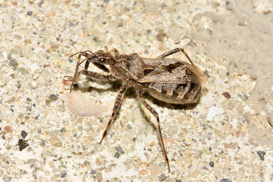 Reduviidae:Coranus kerzhneri (cf.)