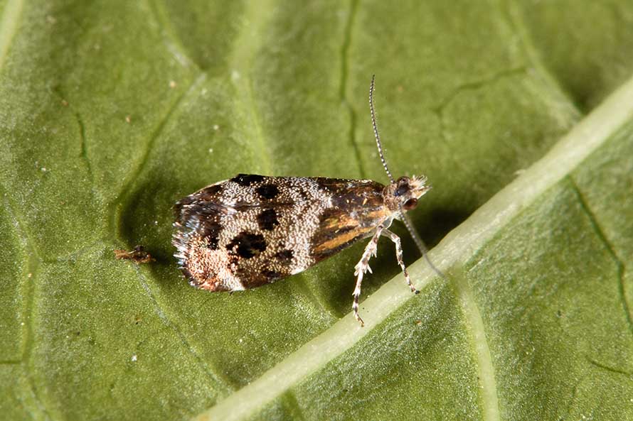 Identificazione falena - Tebenna micalis