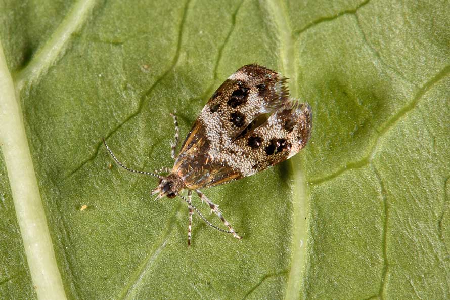Identificazione falena - Tebenna micalis