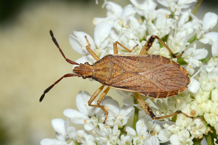 Coreidae: Ceraleptus lividus della Toscana (PI)