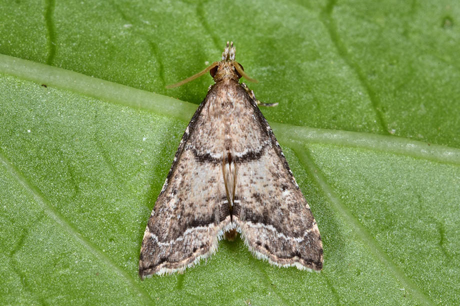 Identificazione falena - Diplopseustis perieresalis