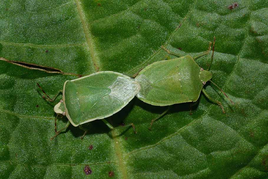 Pentatomidae: Nezara con bordo bianco:  Nezara viridula f. torquata