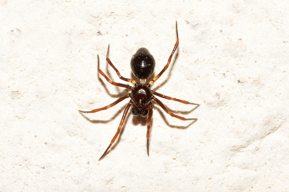 Euryopis episinoides  - Cascina (Pisa)
