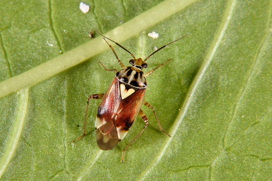 Miridae:  Lygus pratensis