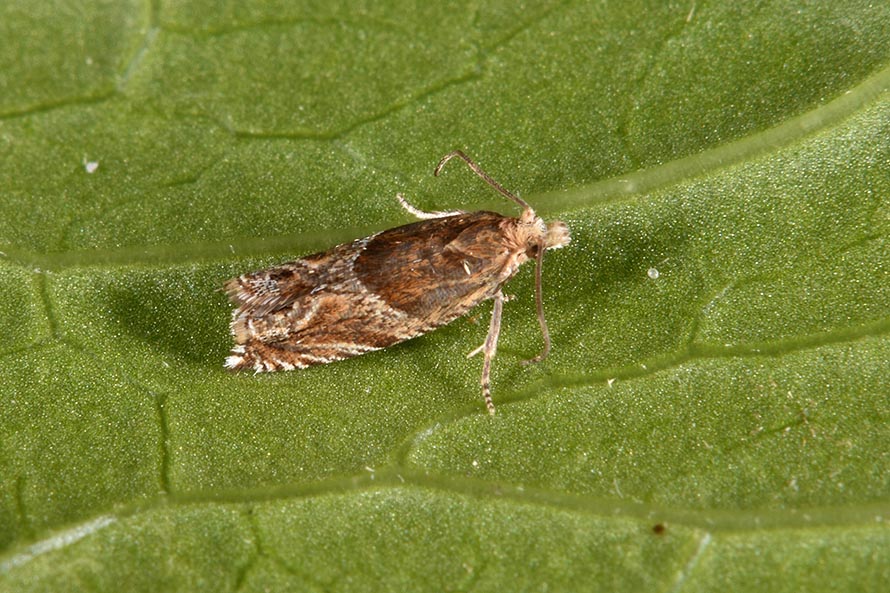 Identificazione falena: Ancylis cfr. comptana - Tortricidae
