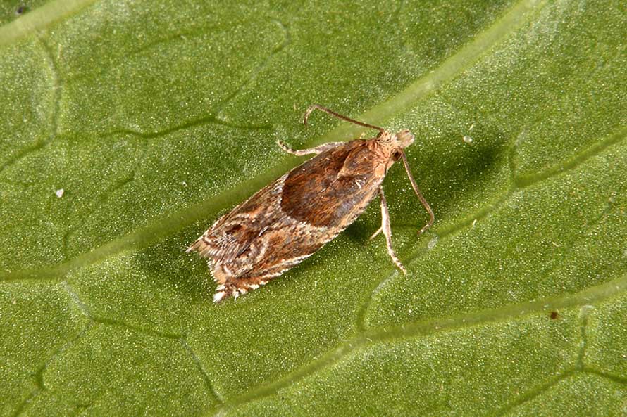 Identificazione falena: Ancylis cfr. comptana - Tortricidae