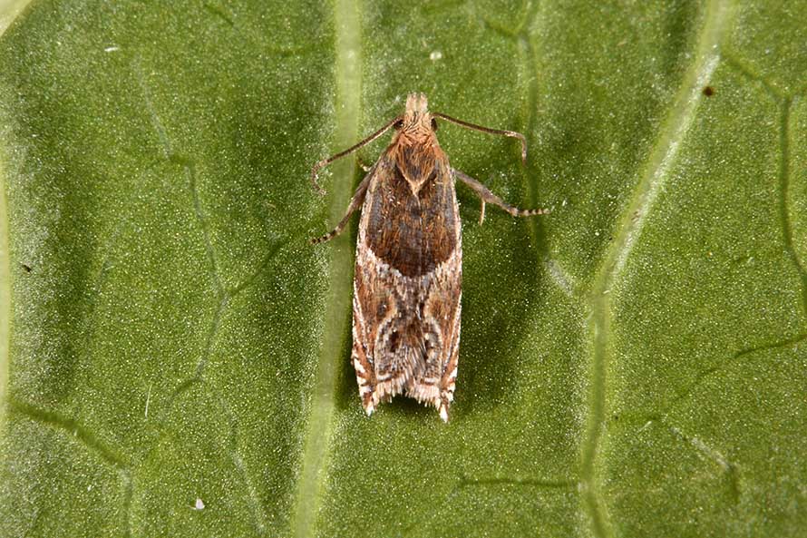 Identificazione falena: Ancylis cfr. comptana - Tortricidae