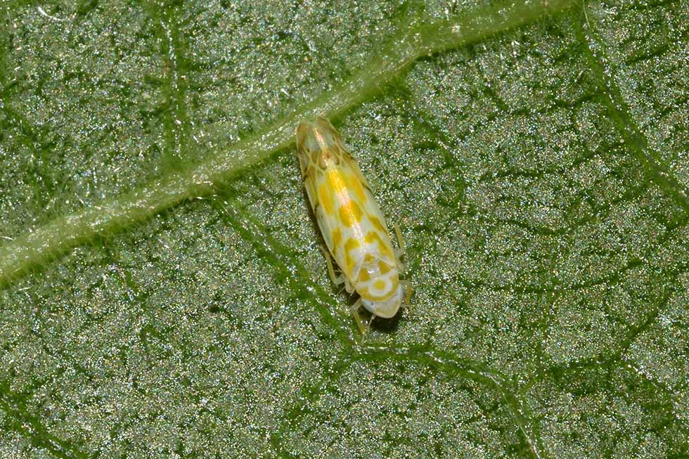 Typhlocyba quercus (Cicadellidae)