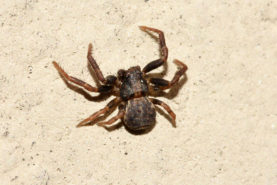 Ozyptila sp  - Cascina (Pisa)