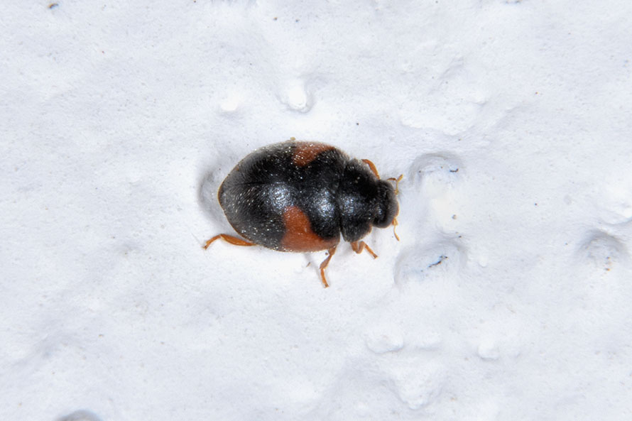 Coccinellidae:   Scymnus cfr. interruptus