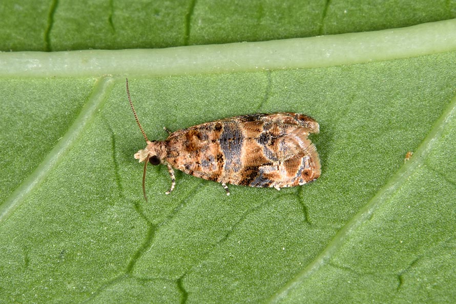 Identificazione falena - Lobesia botrana - Tortricidae