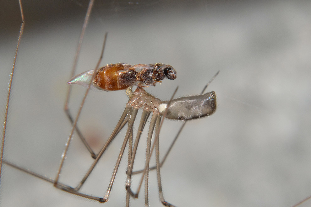 Pholcus phalangioides - Cascina (PI)