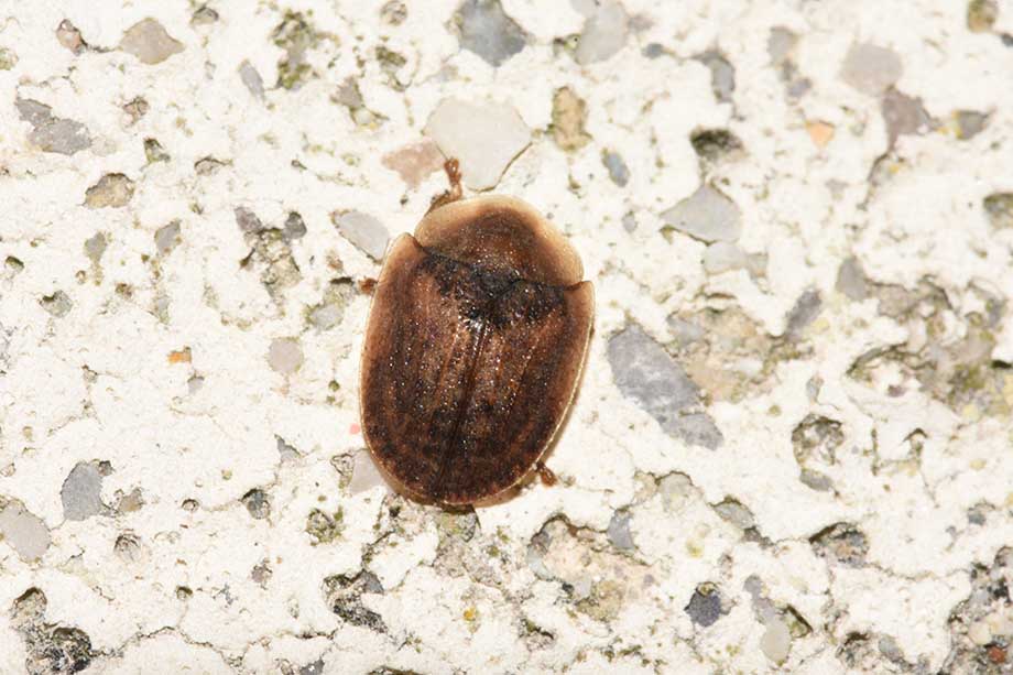 Chrysomelidae: Hypocassida cfr. subferruginea