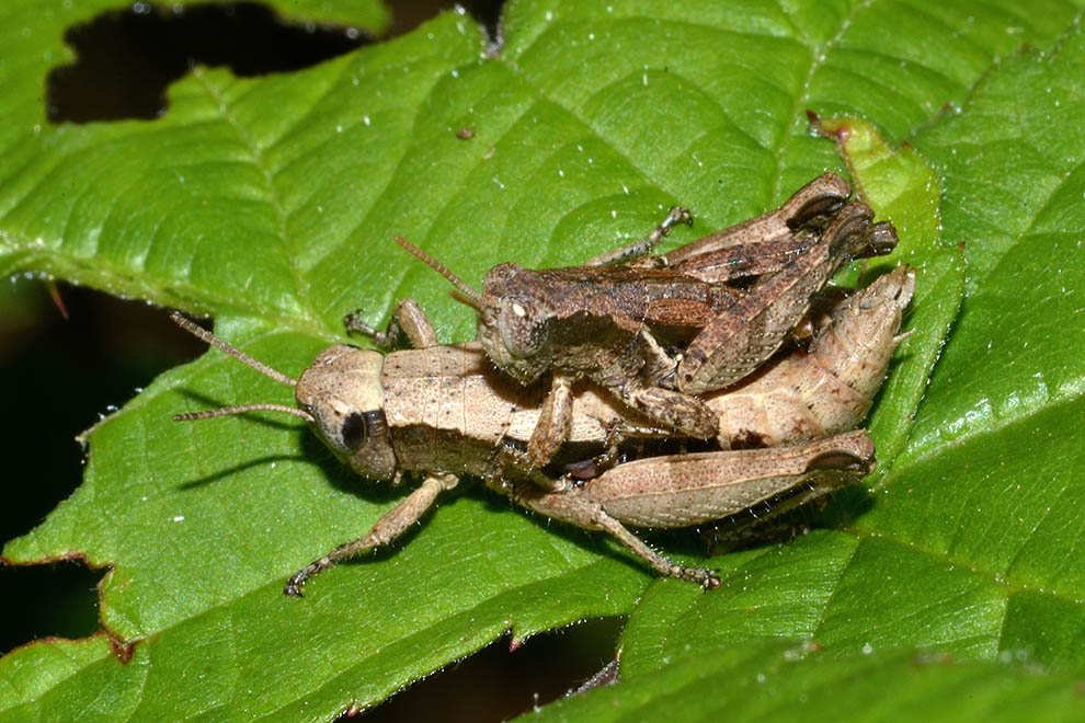 Pezotettix giornae in accoppiamento