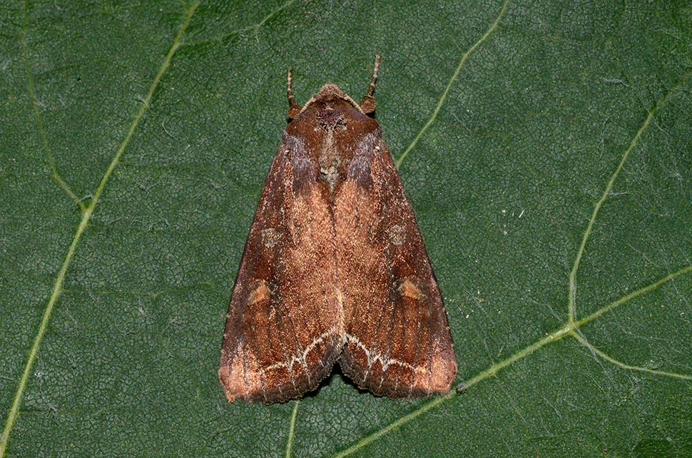 Identificazione falena: Lacanobia (Diataraxia) oleracea