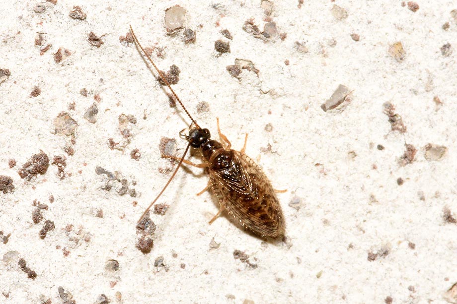 Identificazione Hemerobiidae - Psectra diptera