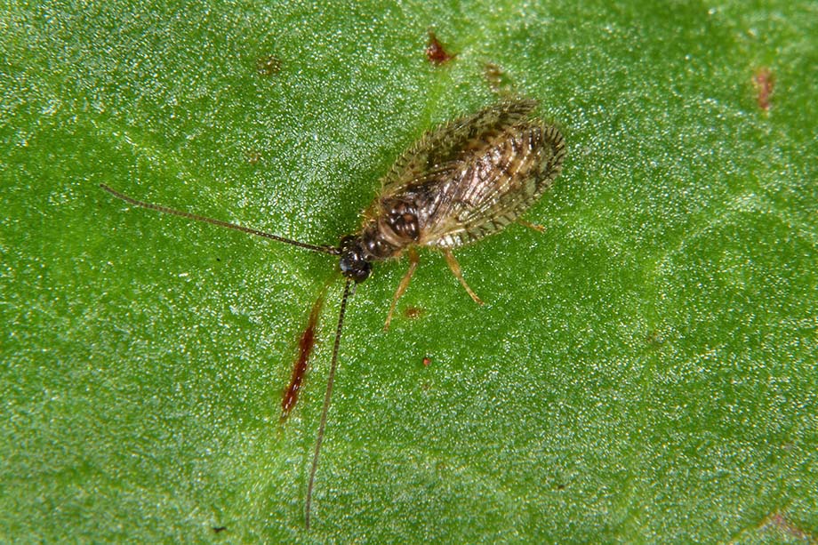 Identificazione Hemerobiidae - Psectra diptera