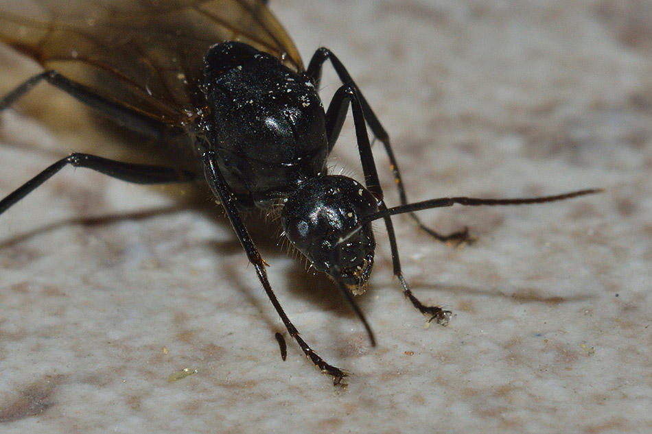 Maschio di Camponotus vagus