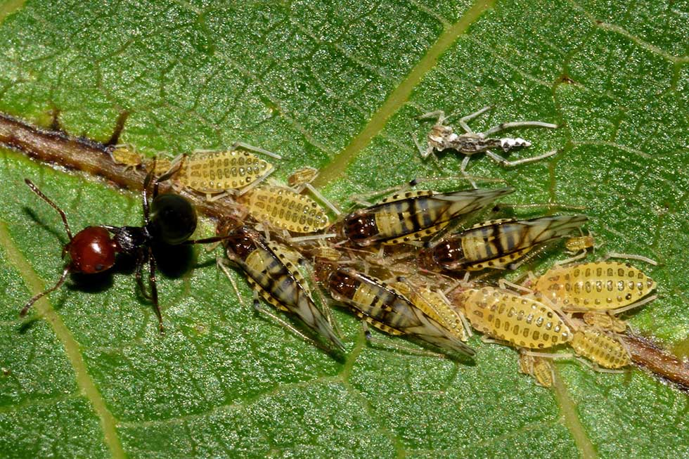 Panaphis juglandis con Crematogaster scutellaris