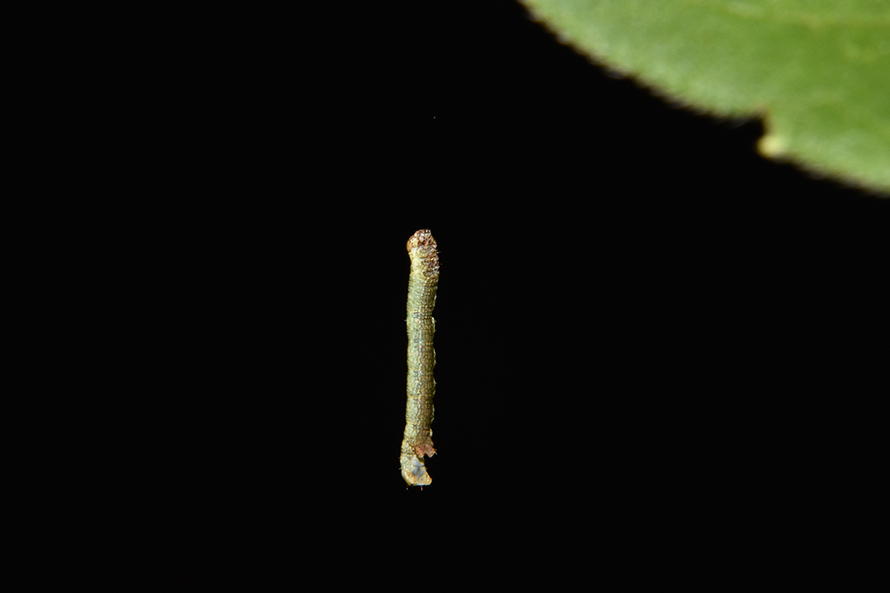 Identificazione bruco: Ascotis selenaria - Geometridae