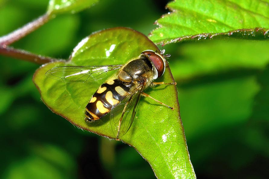 Eupeodes, quale?   Eupeodes luniger, maschio