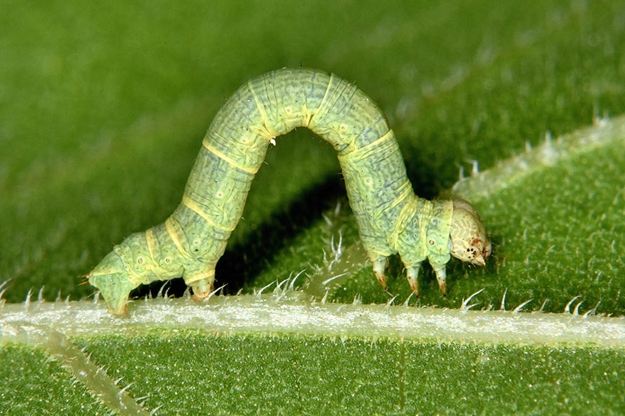 Identificazione bruco: Ascotis selenaria - Geometridae