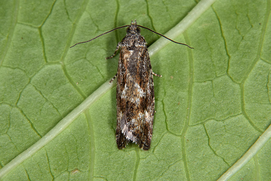 Identificazione falena,  Zeiraphera griseana - Tortricidae