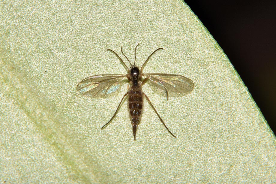 Identificazione Dittero: femmina fam. Sciaridae