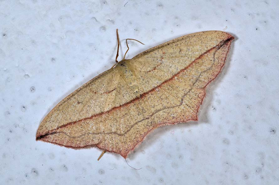 Identificazioe falena - Timandra comae, Geometridae