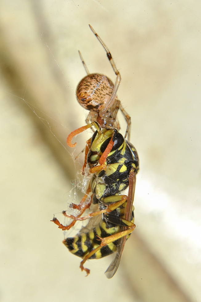 Parasteatoda tepidariorum con Polistes sp. - Cascina (PI)